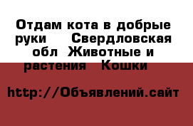 Отдам кота в добрые руки.  - Свердловская обл. Животные и растения » Кошки   